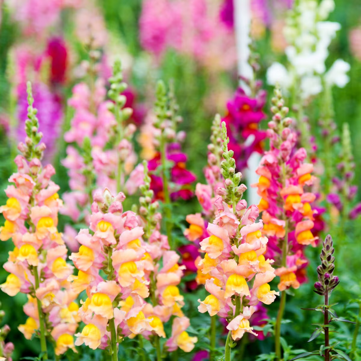 Bloom Package- Event Coordination