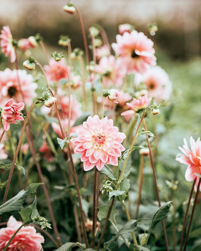 Blossom Package- Small Event Styling